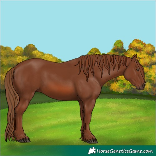 Horse Color:Chestnut 