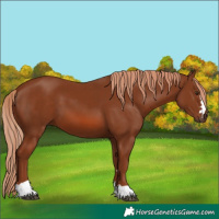 Horse Color:Chestnut 