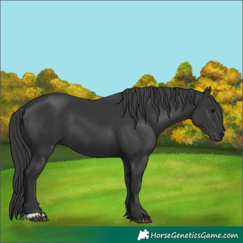 Horse Color:Black 