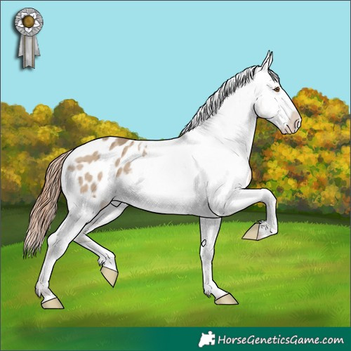 Horse Color:Classic Champagne Dun Appaloosa Brindle 