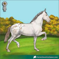 Horse Color:Classic Champagne Dun Appaloosa Brindle