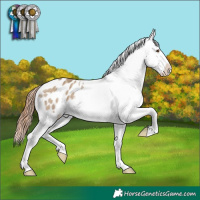 Horse Color:Classic Champagne Dun Appaloosa Brindle
