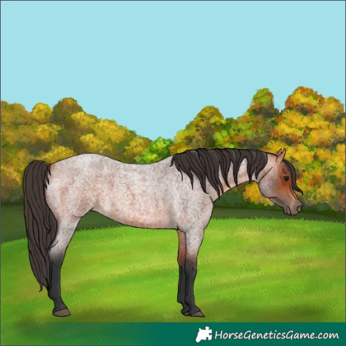Horse Color:Bay Roan 