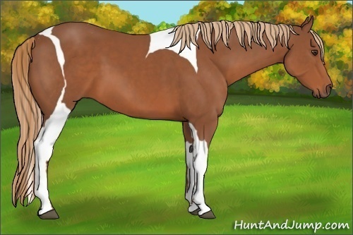 Horse Color:Chestnut Tobiano 