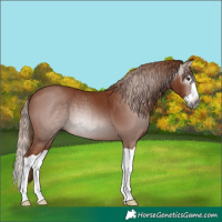 Horse Color:Gray Chestnut Splash 