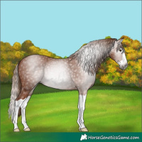Horse Color:Gray Chestnut Splash 