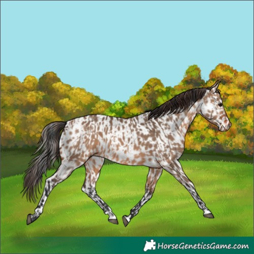 Horse Color:Brown Dun Rabicano  and Brown Dun Near Leopard Rabicano 