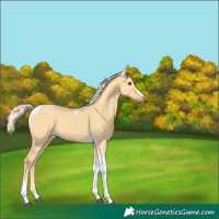 Horse Color:Palomino Dun Tobiano 