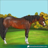 Horse Color:Brown 