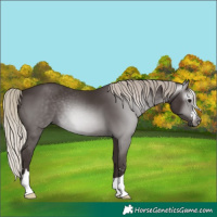 Horse Color:Gray Silver Black 