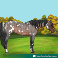 Horse Color:White Spotted Brown Roan