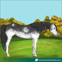 Horse Color:White Spotted Black Varnish Rabicano 