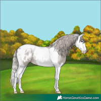 Horse Color:Silver Grullo Roan Splash Tobiano Appaloosa Rabicano