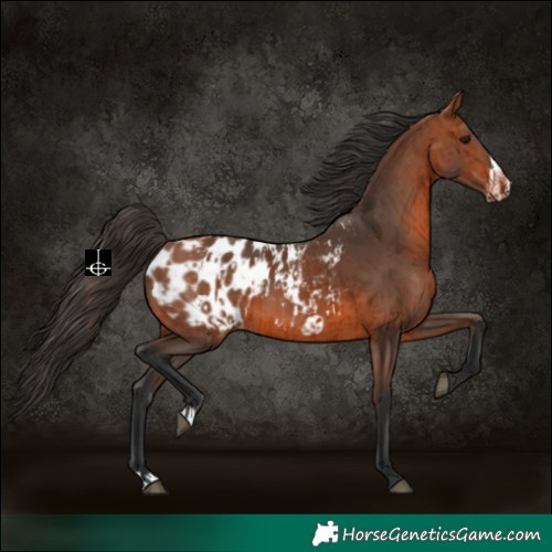 Horse Color:Bay Appaloosa  and Bay Frame Appaloosa 
