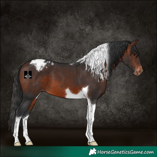 Horse Color:Brown Tobiano Varnish 