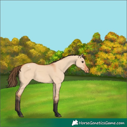 Horse Color:Unknown 