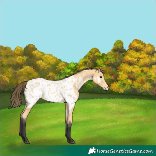 Horse Color:Unknown 