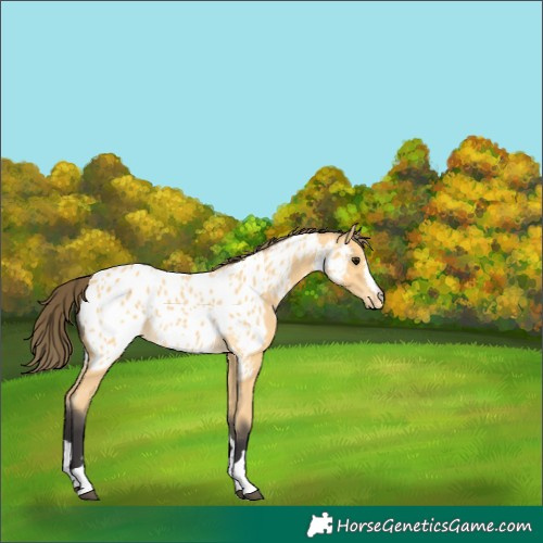 Horse Color:Unknown 