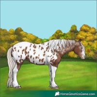 Horse Color:Gray Silver Black Pearl Tobiano Appaloosa 