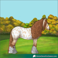 Horse Color:Red Dun Near Leopard 