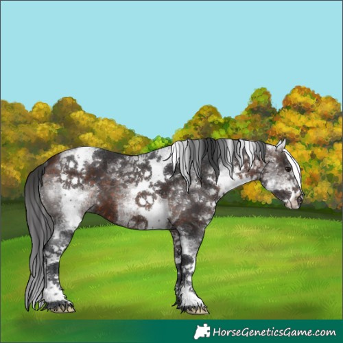 Horse Color:White Spotted Bay 