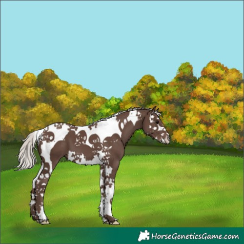 Horse Color:Silver Black Splash Tobiano 