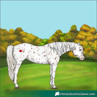 Horse Color:Chestnut Appaloosa 