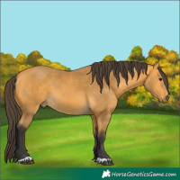 Horse Color:Buckskin 