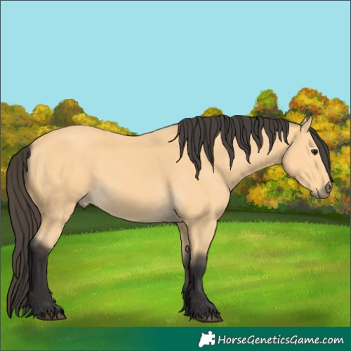 Horse Color:Buckskin 