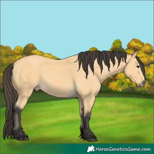 Horse Color:Buckskin 