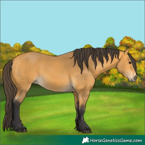 Horse Color:Buckskin 