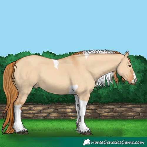 Horse Color:Red Dun Tobiano 