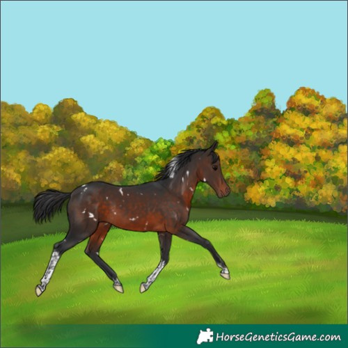 Horse Color:White Spotted Bay Tobiano Rabicano
