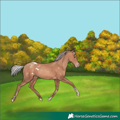 Horse Color:White Spotted Silver Sable Champagne Tobiano Rabicano