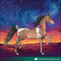 Horse Color:Sable Champagne Tobiano Rabicano