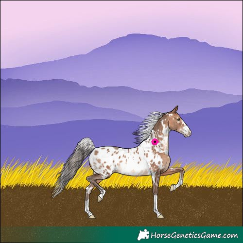 Horse Color:White Spotted Sable Champagne Appaloosa 