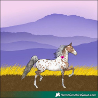 Horse Color:White Spotted Sable Champagne Appaloosa