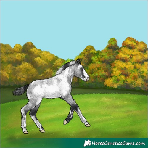 Horse Color:White Spotted Blue Roan Frame Rabicano 