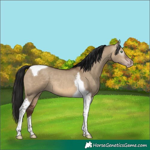 Horse Color:Gray Sable Champagne Dun Tobiano 