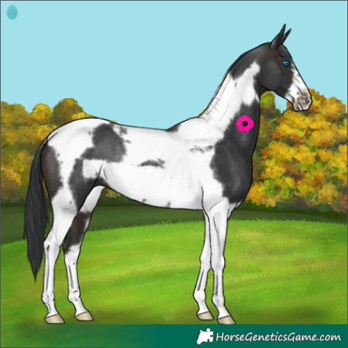 Horse Color:Brown Tobiano Frame Rabicano 