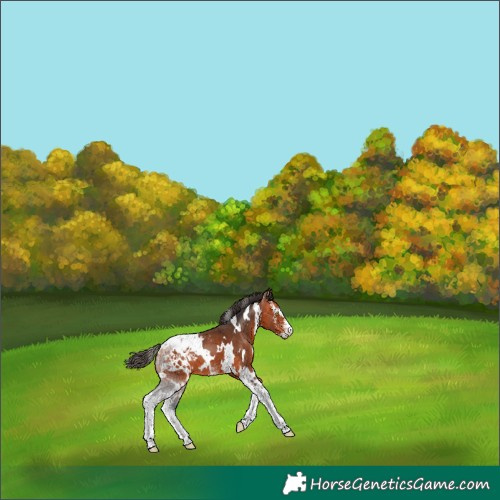 Horse Color:White Spotted Bay Sabino Appaloosa 