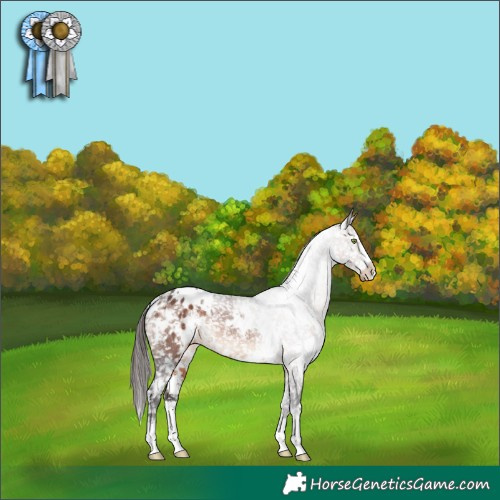 Horse Color:White Spotted Brown Appaloosa Rabicano