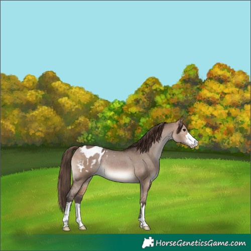Horse Color:Bay Dun Blanket 