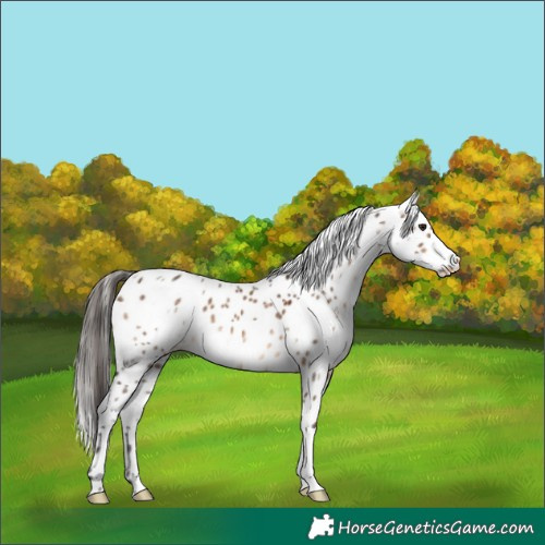 Horse Color:White Spotted Brown Dun Leopard