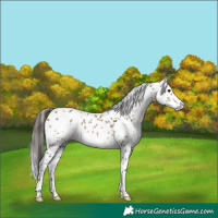 Horse Color:White Spotted Brown Dun Leopard 