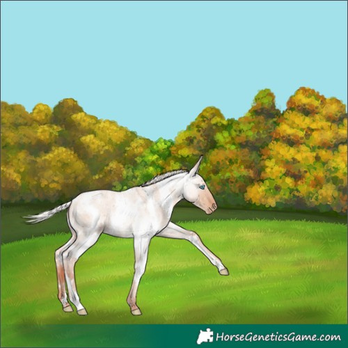 Horse Color:White Spotted Silver Sable Champagne Roan Dun Snowflake Varnish Rabicano 