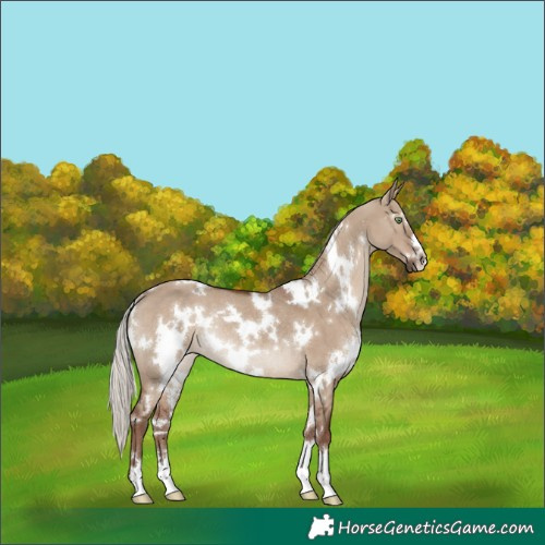 Horse Color:White Spotted Silver Grullo Rabicano 
