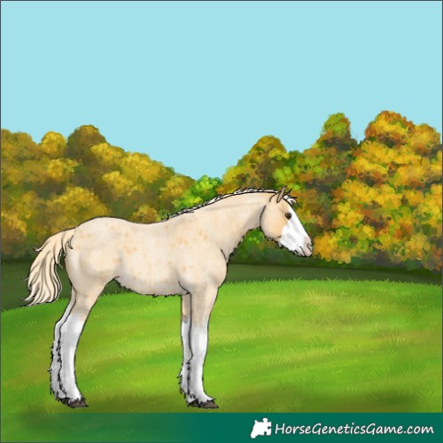 Horse Color:Palomino Roan Splash 