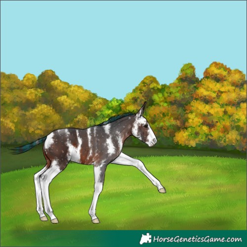 Horse Color:Painted Brown Sabino 