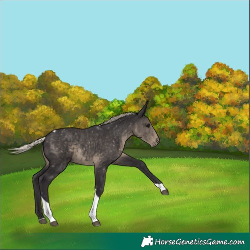 Horse Color:Silver Smoky Black Tobiano 